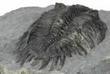 Spiny Delocare (Saharops) Trilobite - Bou Lachrhal, Morocco #241157-4